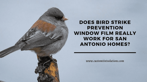 bird strike window film san antonio